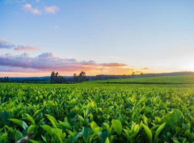 green grass field under white clouds during daytime