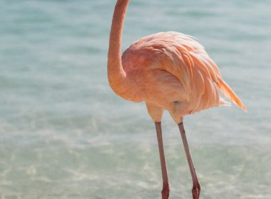 pink flamingo beside body of water