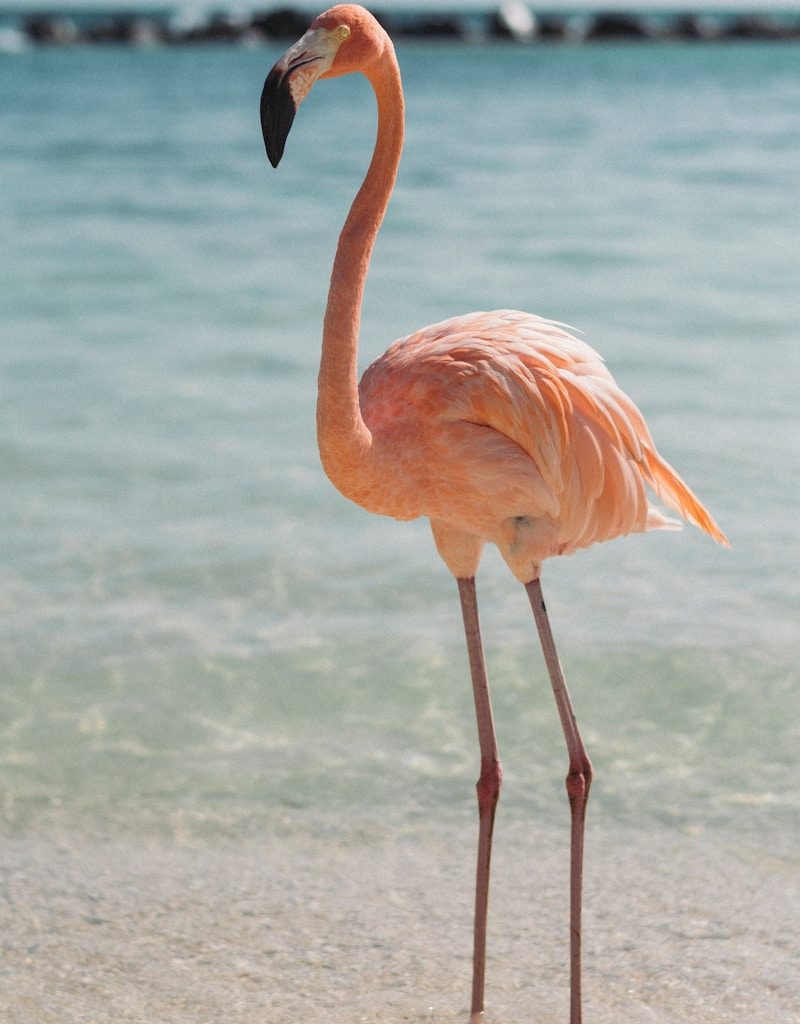 pink flamingo beside body of water