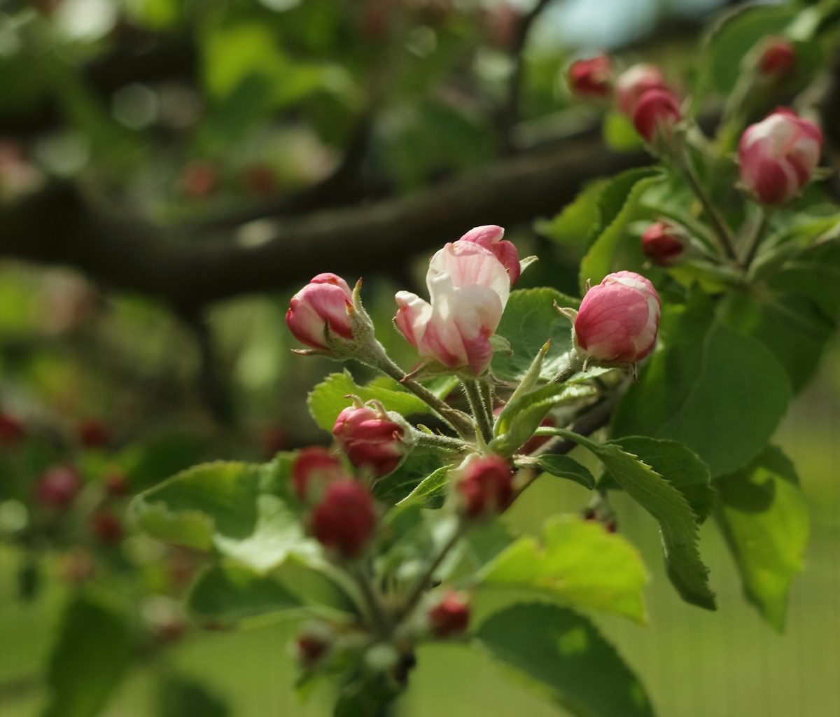 a close up of some flowers