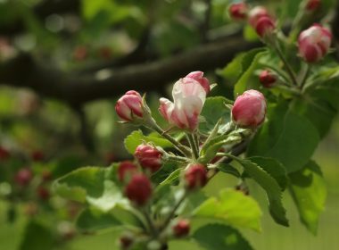 a close up of some flowers