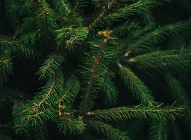 a close-up of some pine trees