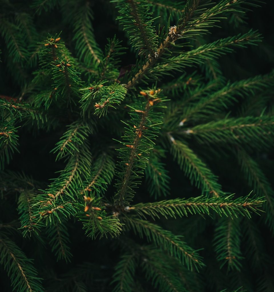 a close-up of some pine trees