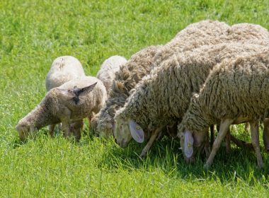 A herd of sheep grazing on a lush green field