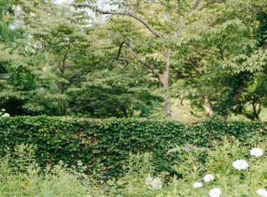 a path through a lush green forest filled with white flowers