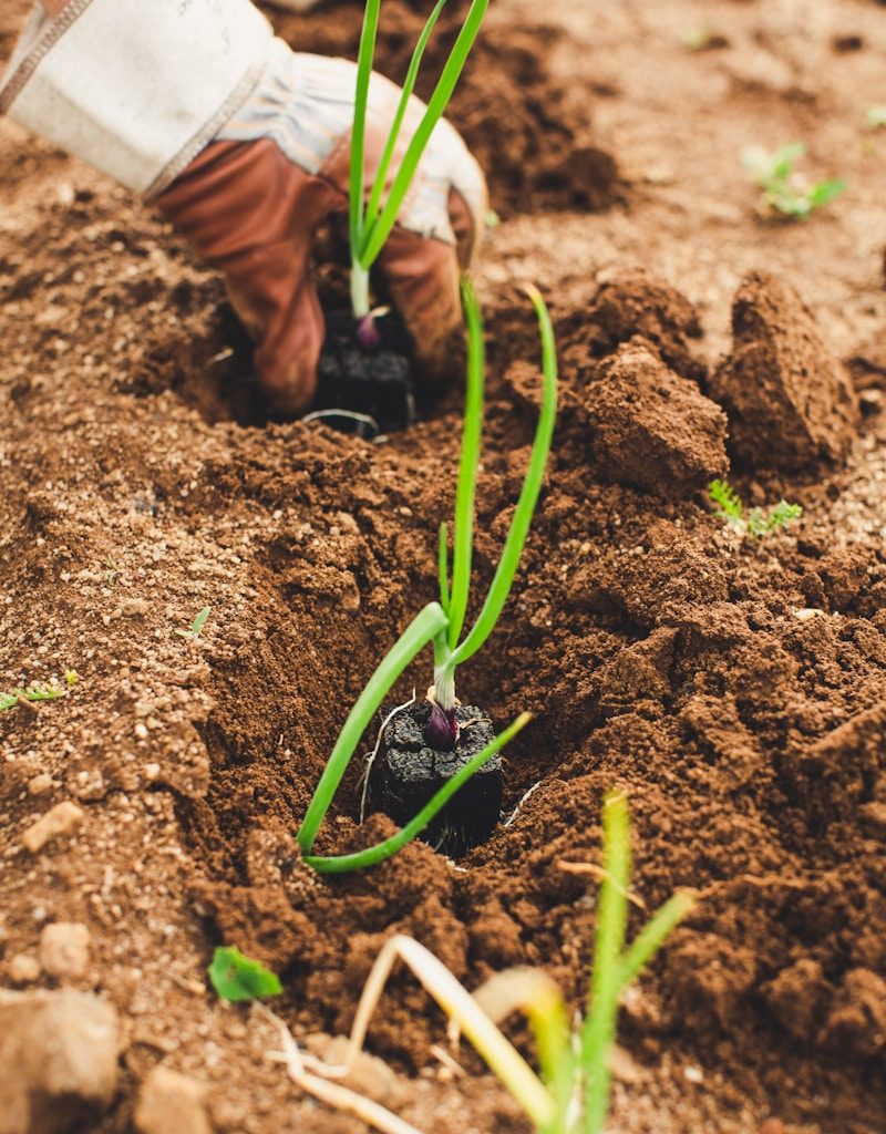 green snake on brown soil