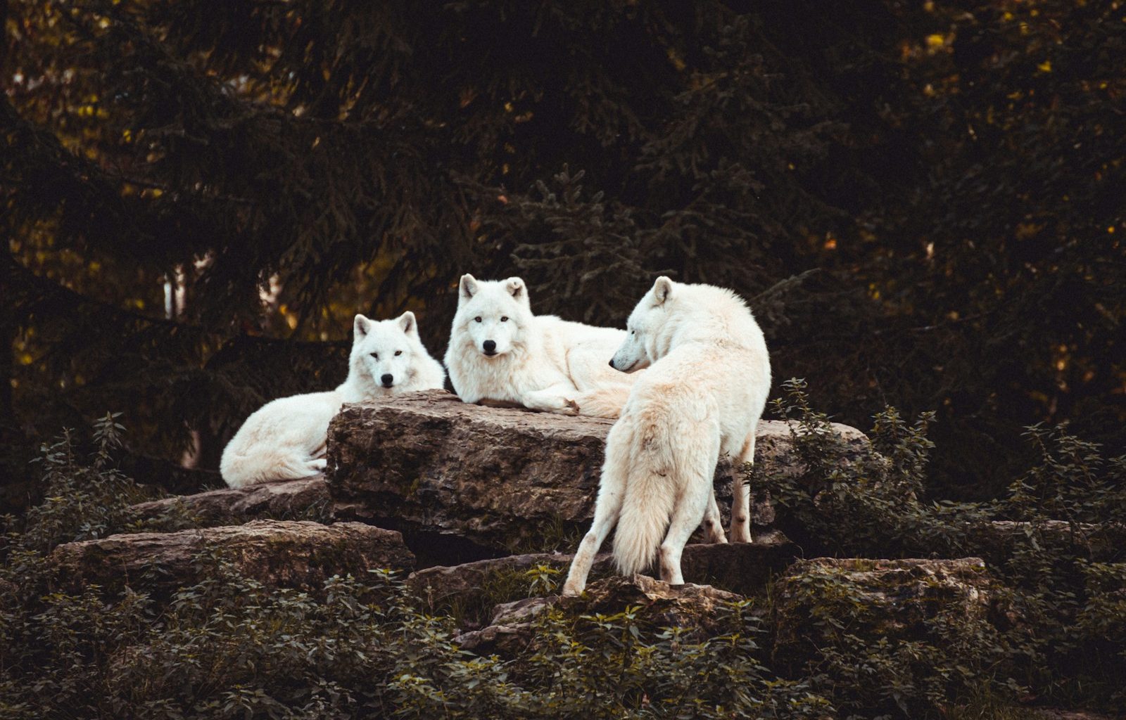 three white dogs surrounded by trees