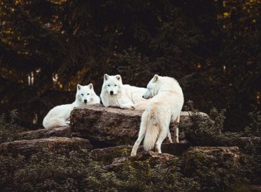 three white dogs surrounded by trees