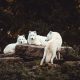three white dogs surrounded by trees