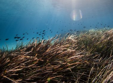 brown grass under water during daytime
