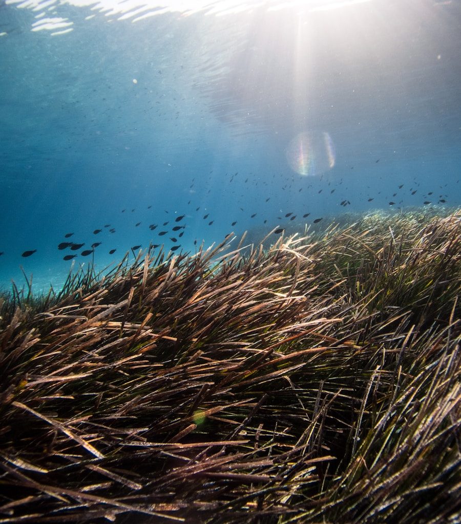 brown grass under water during daytime