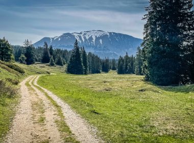 a dirt road in the middle of a grassy field