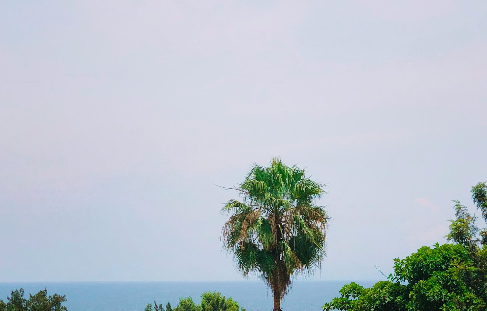 green palm tree near body of water during daytime
