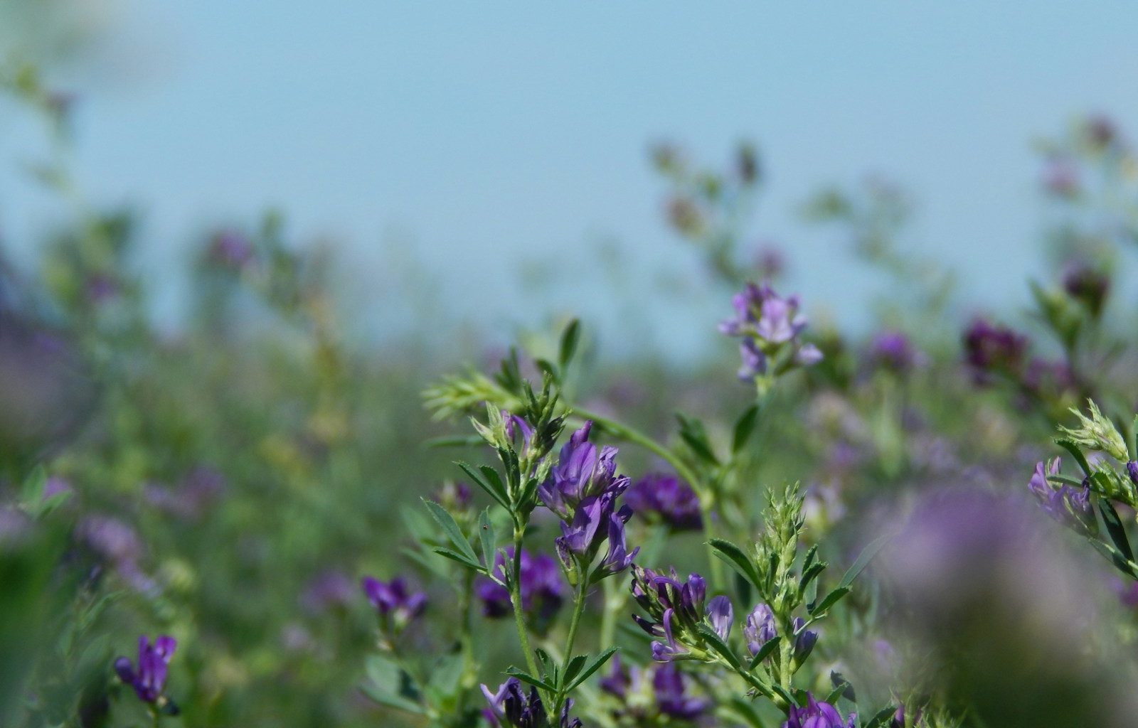 a field full of purple flowers on a sunny day