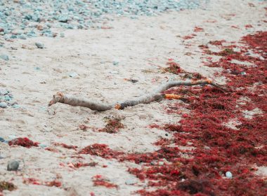 A dead snake on a beach covered in red seaweed