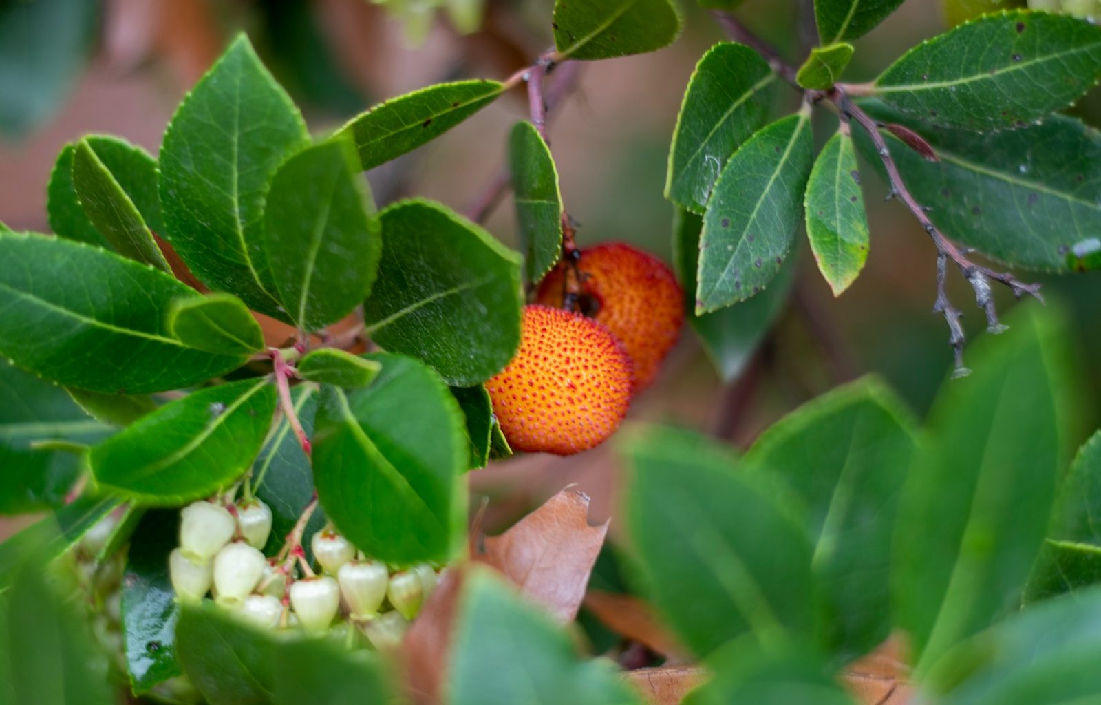 close-up photography of round red fruit