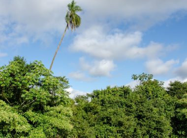 a river with trees and a tall thin tree on the branch