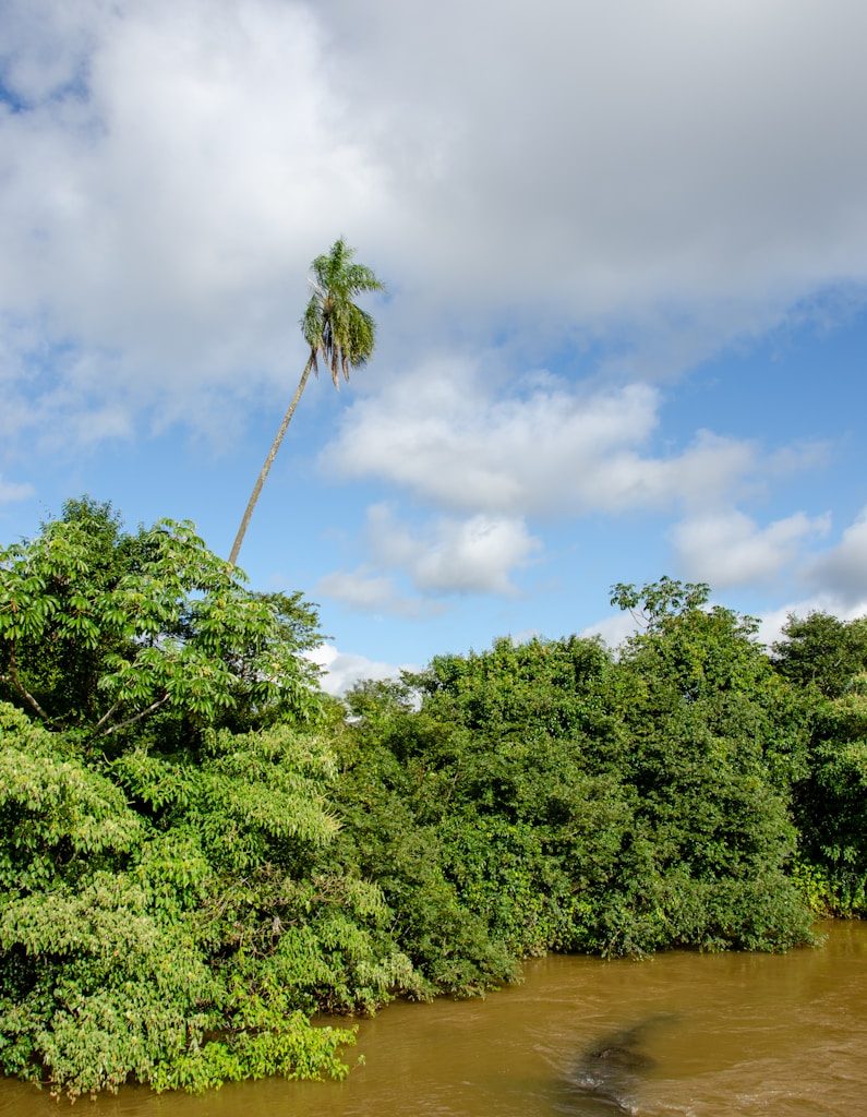 a river with trees and a tall thin tree on the branch