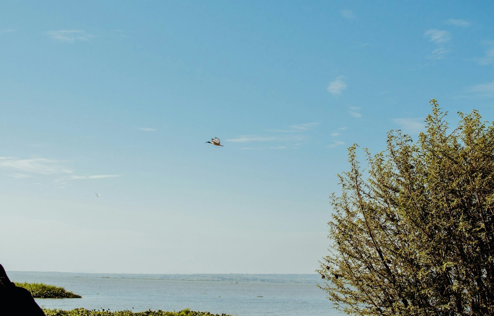 A helicopter flies over water under a clear sky.