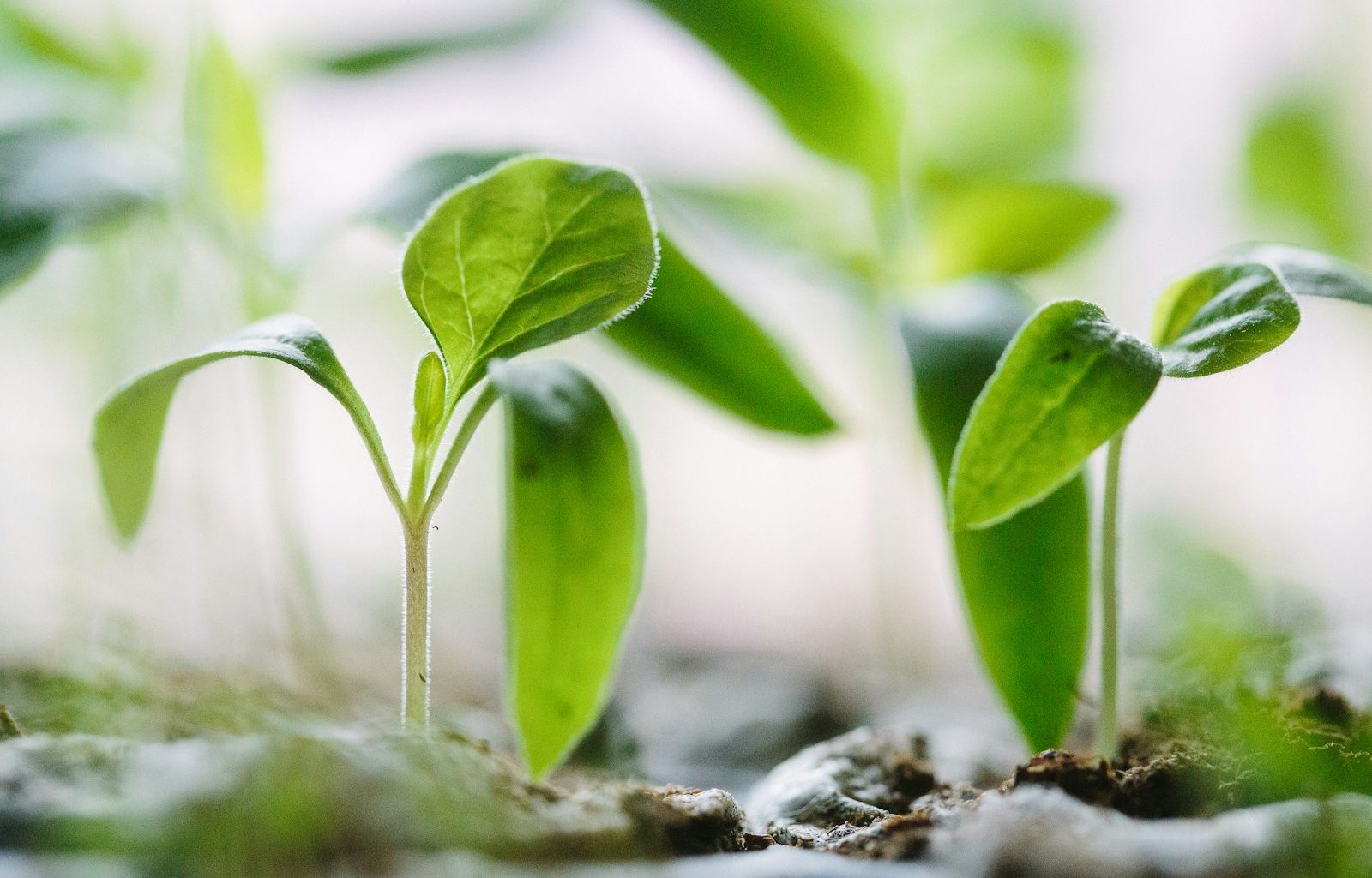 green plants on soil