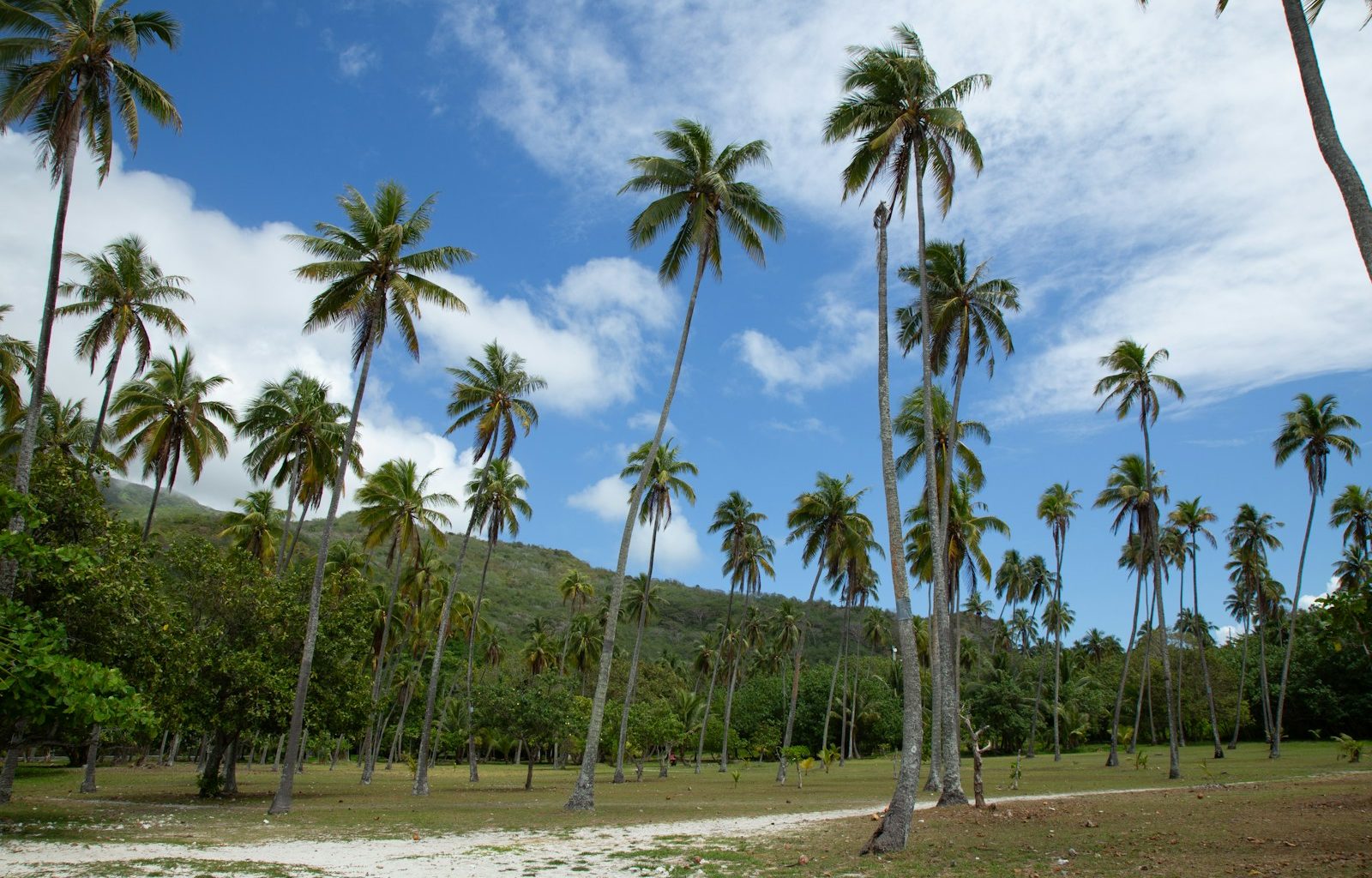 A dirt road surrounded by palm trees under a blue sky