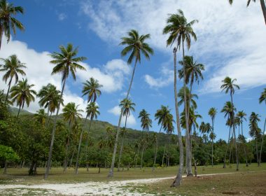 A dirt road surrounded by palm trees under a blue sky