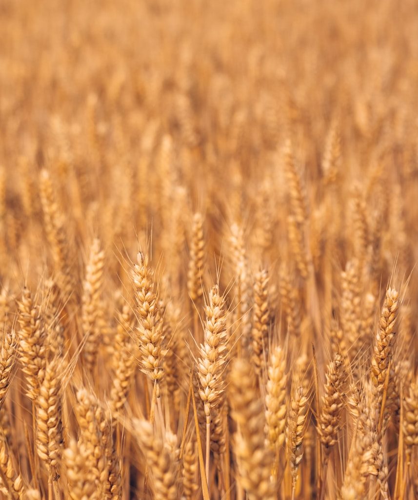 brown wheat field during daytime