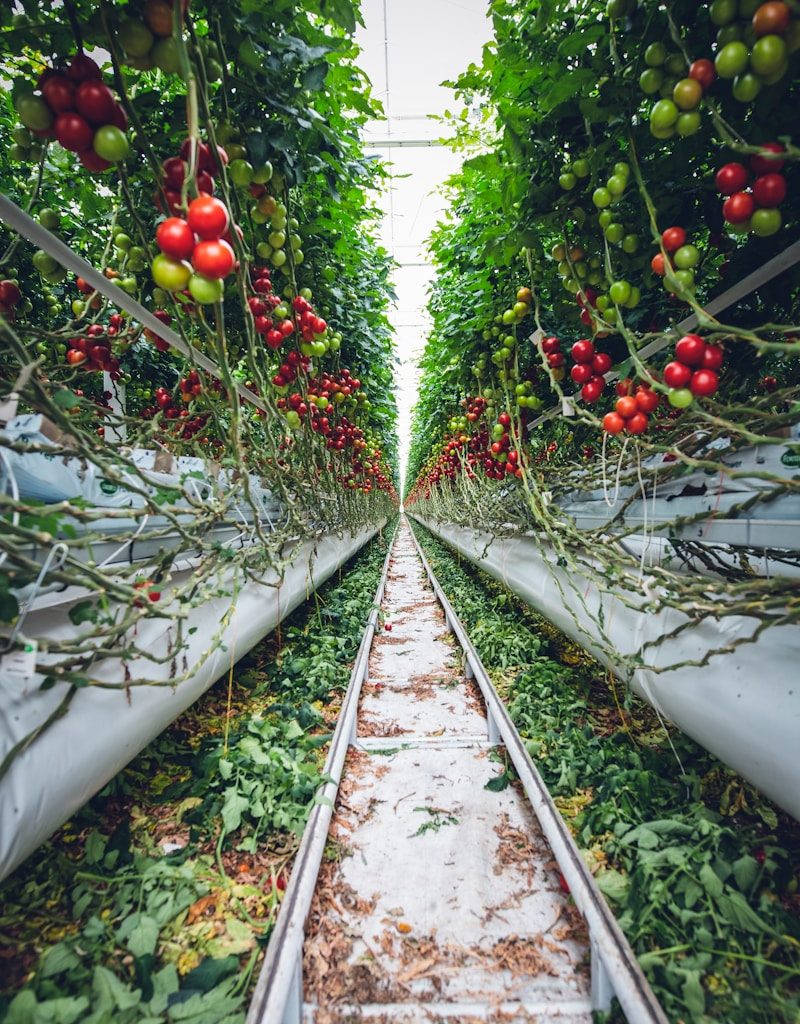 a long row of tomatoes growing in a greenhouse