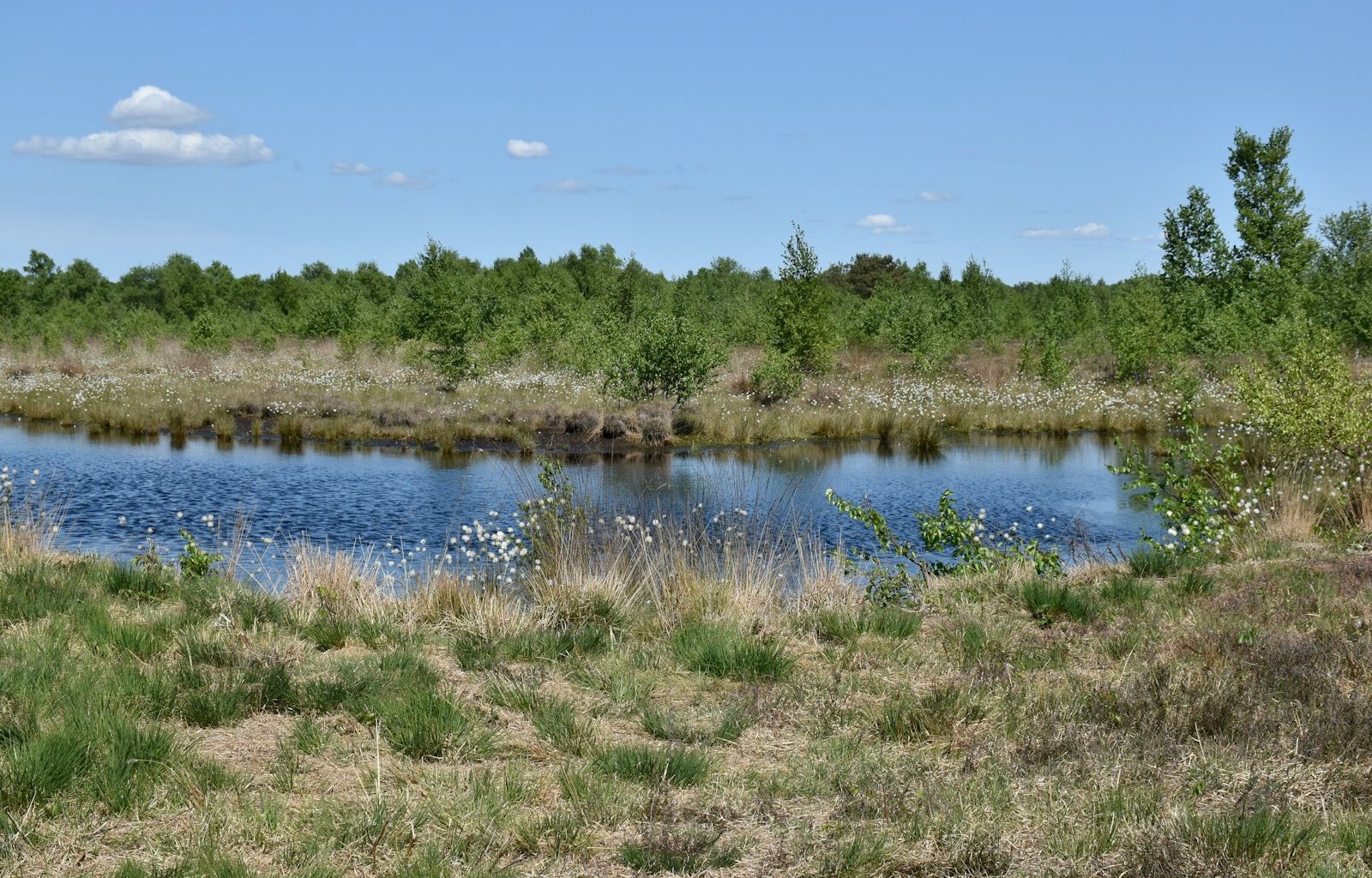A peaceful pond in a lush, green landscape.