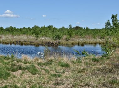 A peaceful pond in a lush, green landscape.