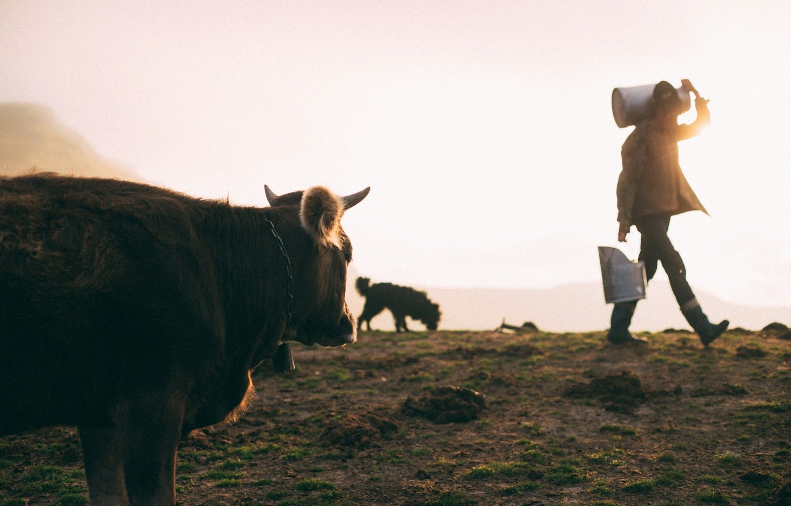 person carrying milk can near dog and cow during daytime