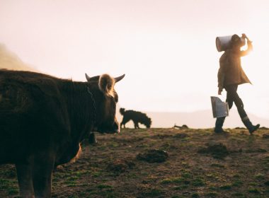 person carrying milk can near dog and cow during daytime