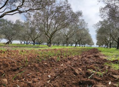 a dirt path in a field with trees in the background