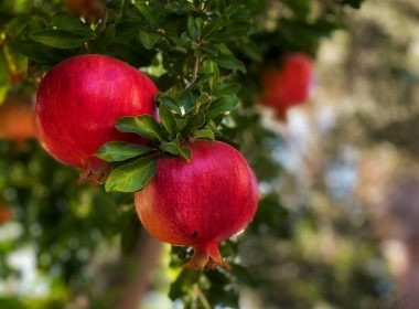 red fruit in close up photography