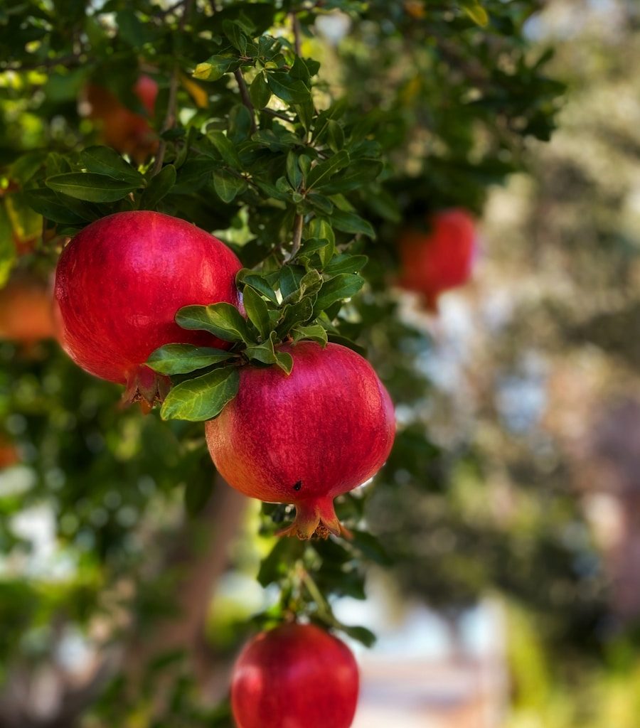 red fruit in close up photography