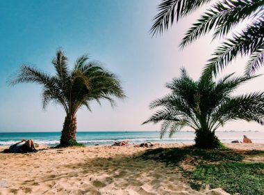 palm tree on beach shore during daytime