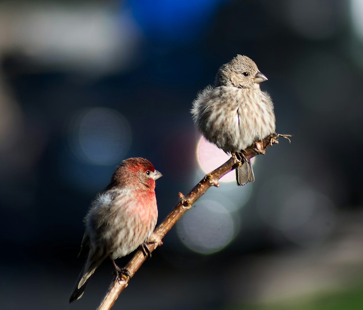 Two small birds perched on a twig