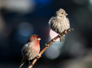 Two small birds perched on a twig