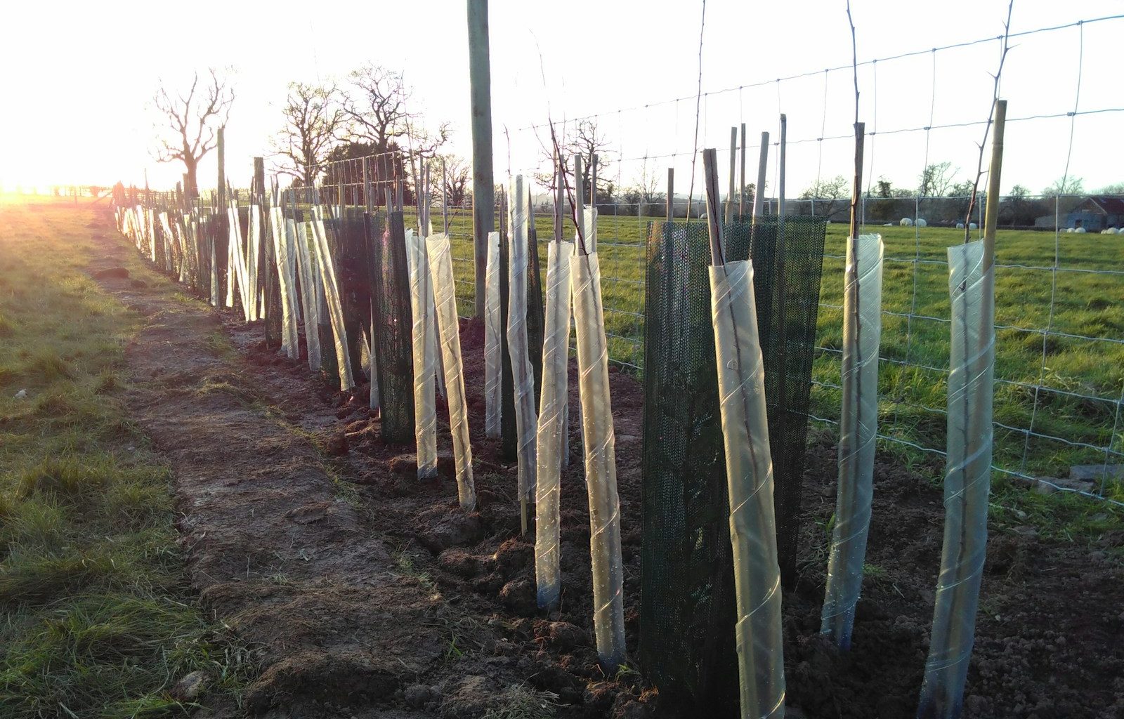 a row of trees in a field behind a fence