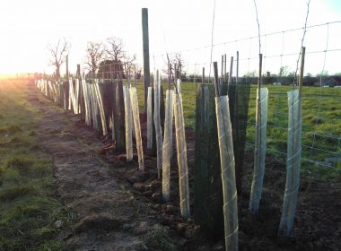 a row of trees in a field behind a fence