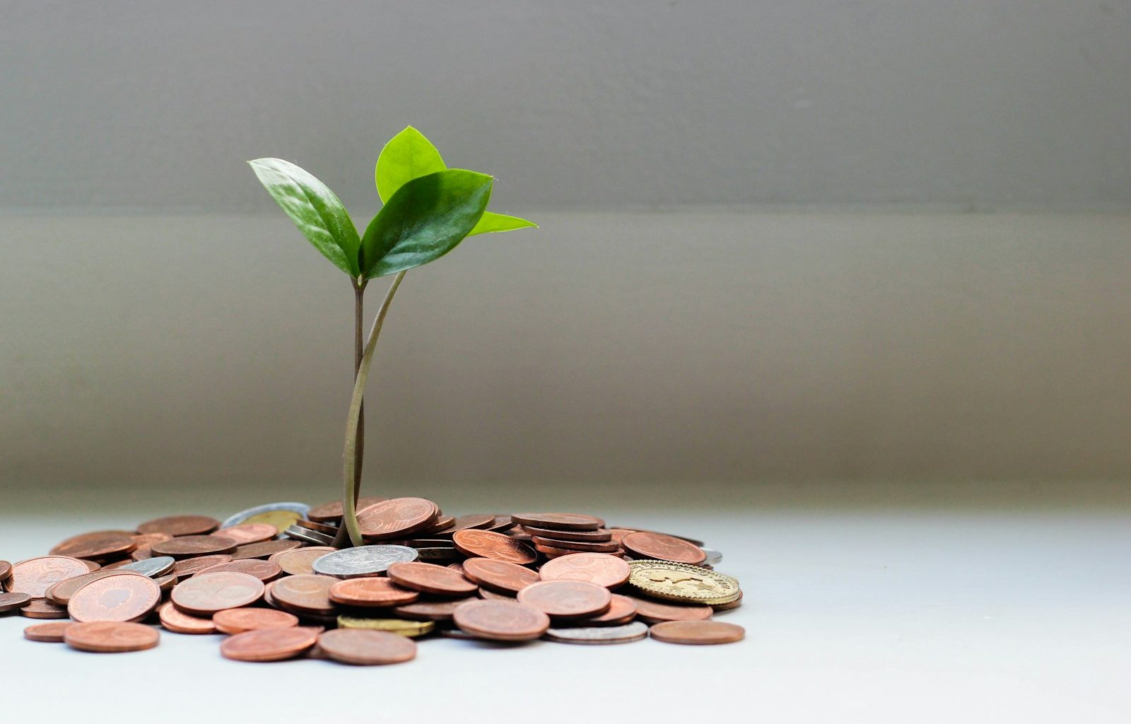 green plant on brown round coins