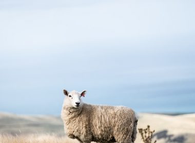white sheep on field