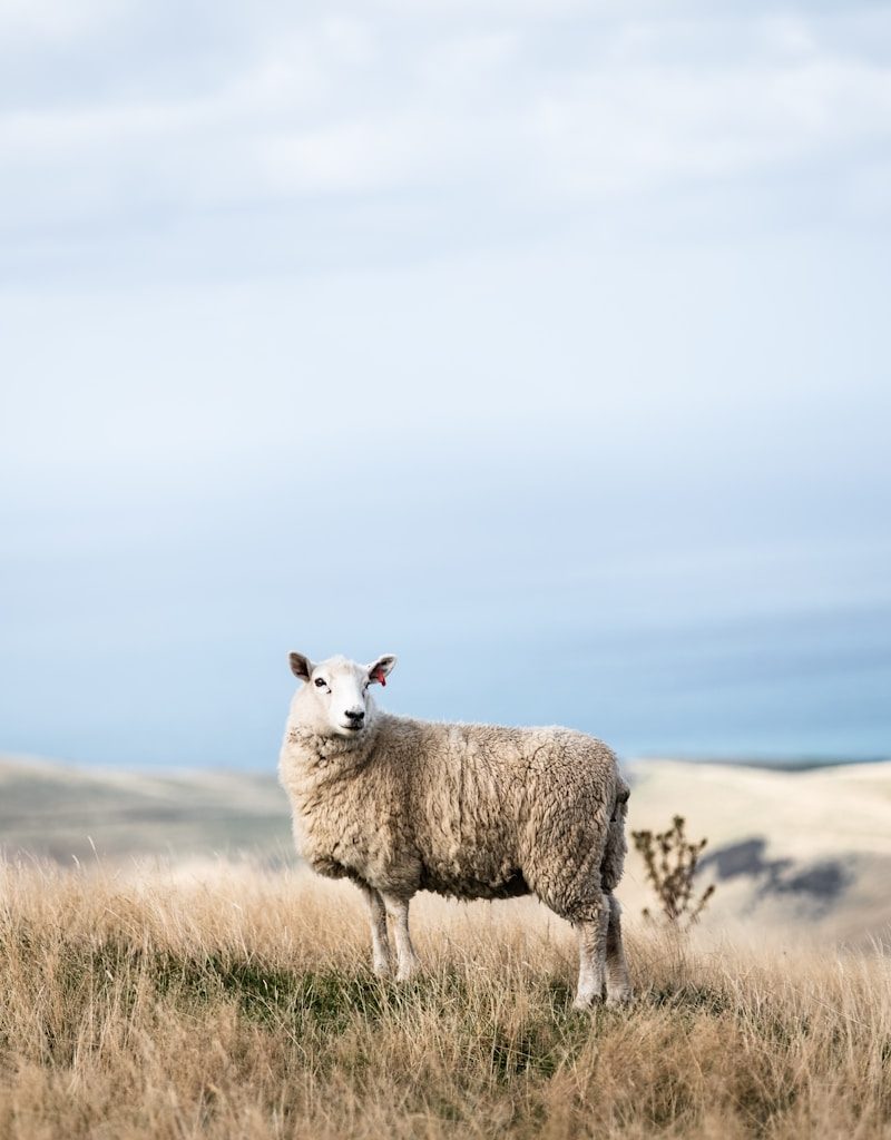 white sheep on field