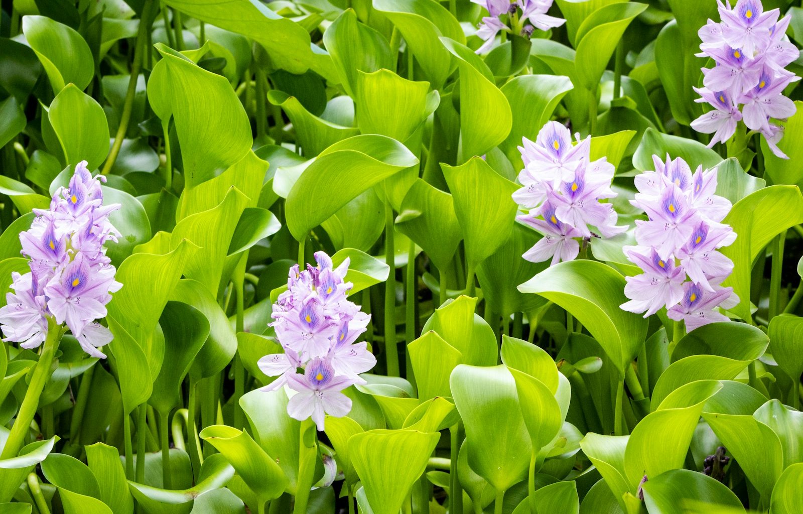 purple petaled flower