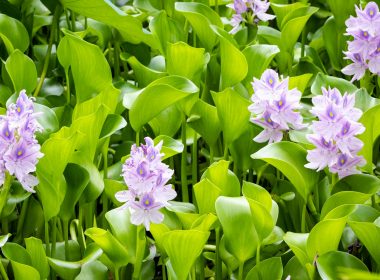 purple petaled flower