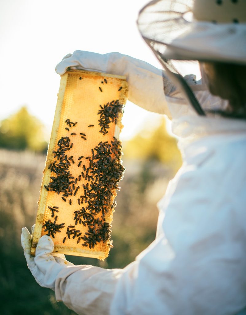 brown and black bee on white textile