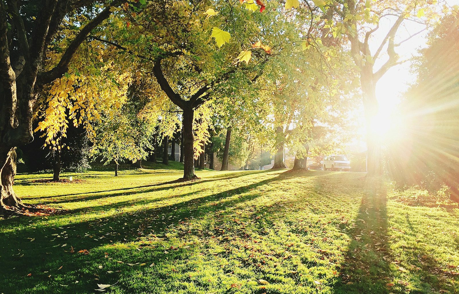 green trees during daytime