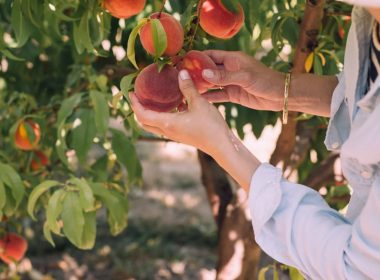 woman picking peaches on tree during daytime