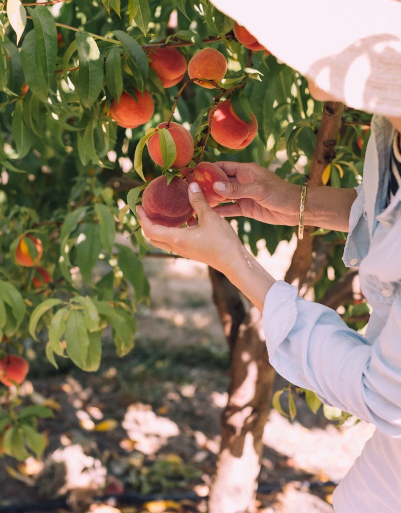 woman picking peaches on tree during daytime