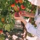 woman picking peaches on tree during daytime